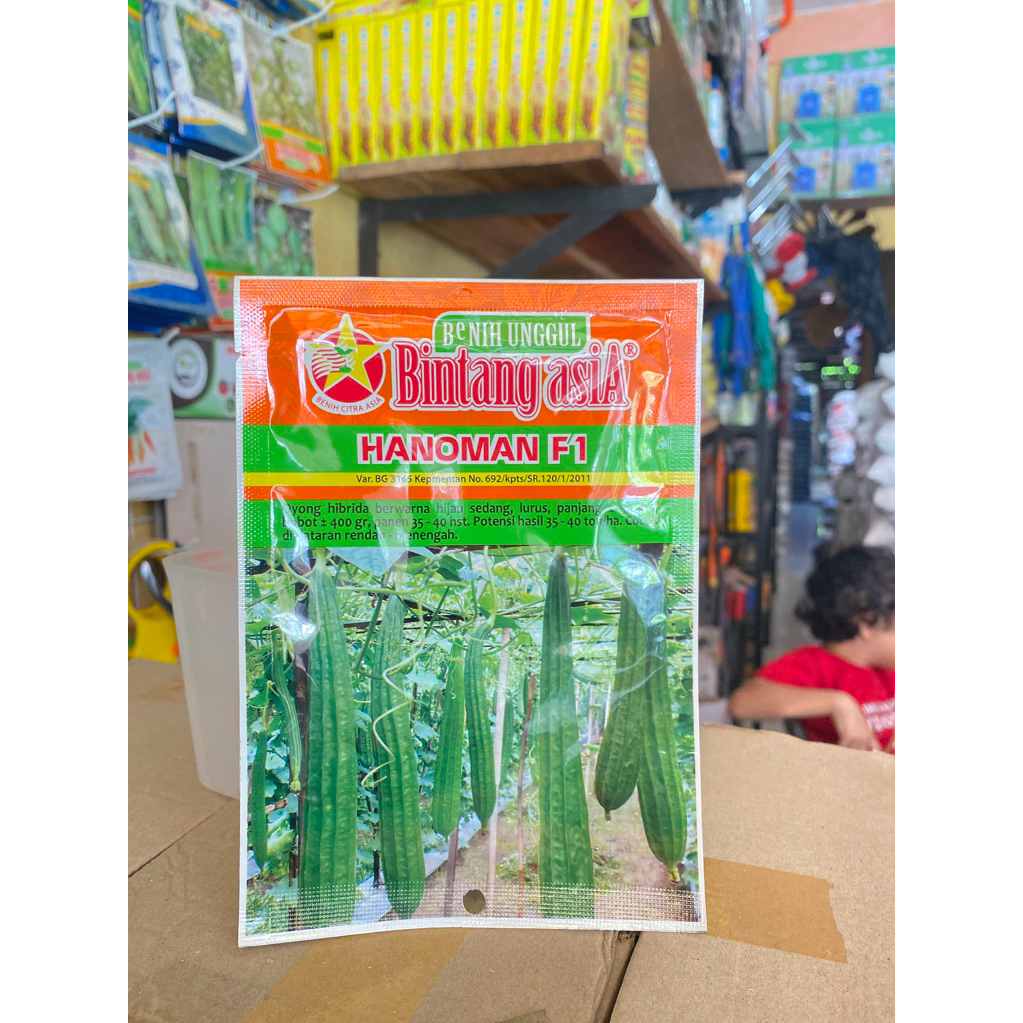 Bibit Oyong/Gambas Bintang Asia Hanoman F1