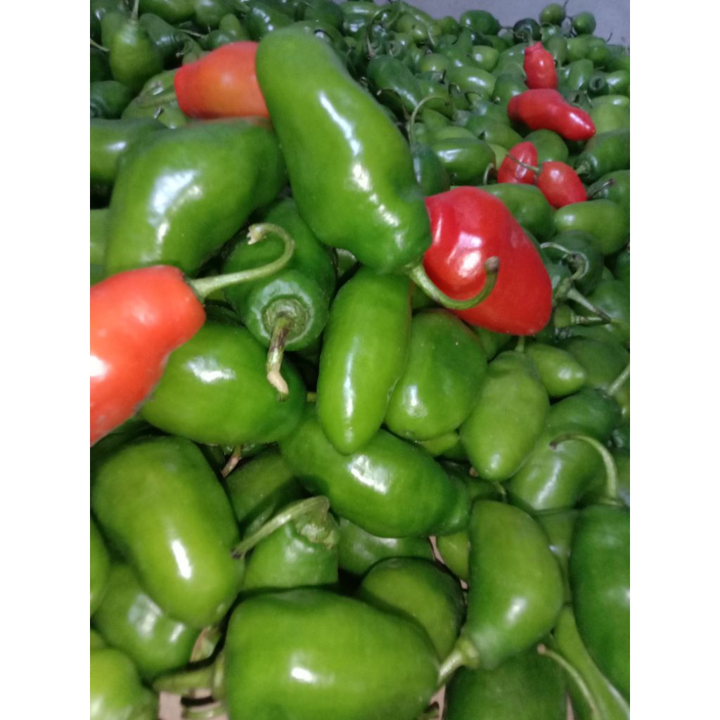 

Cabe Gendot Segar 500gr | Cabai Bendot | Pedasnya Nampol!