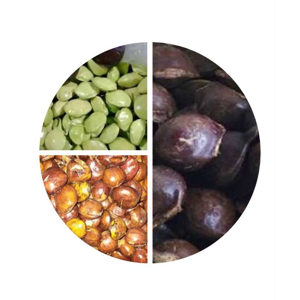 

jengkol lalapan jengkol tua jengkol kulit dan kupas 1kg