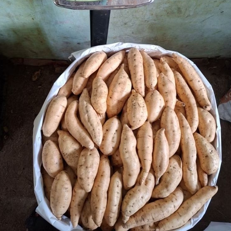 

Ubi Cilembu Super Premium Asli Manis Madu Fresh dari Kebun – Kentang Manis Sehat Diet