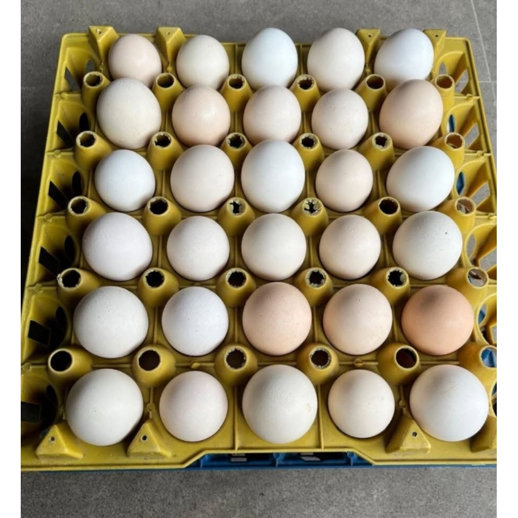 Telur Fertil KUB Janaka 2