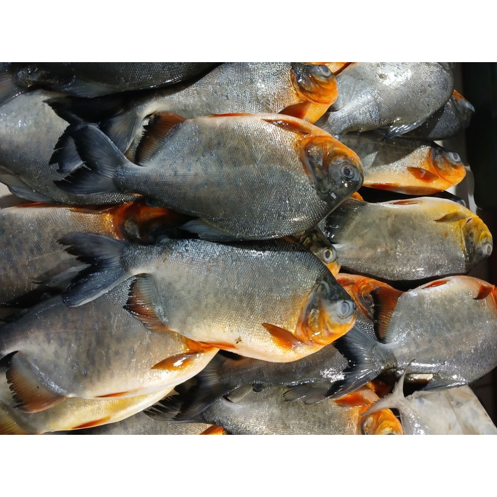 

IKAN BAWAL SEGAR / IKAN BAWAL MARINASI 1KG