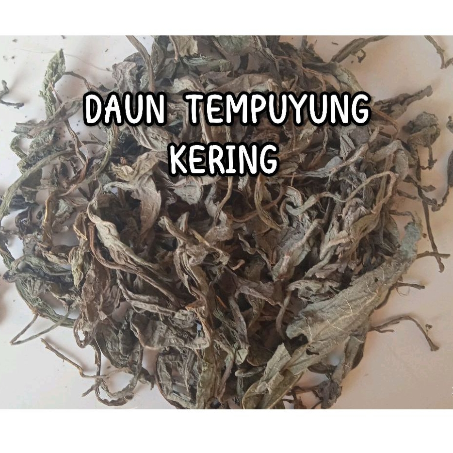 

DAUN TEMPUYUNG KERING FULL DAUN Isi 1 Kg