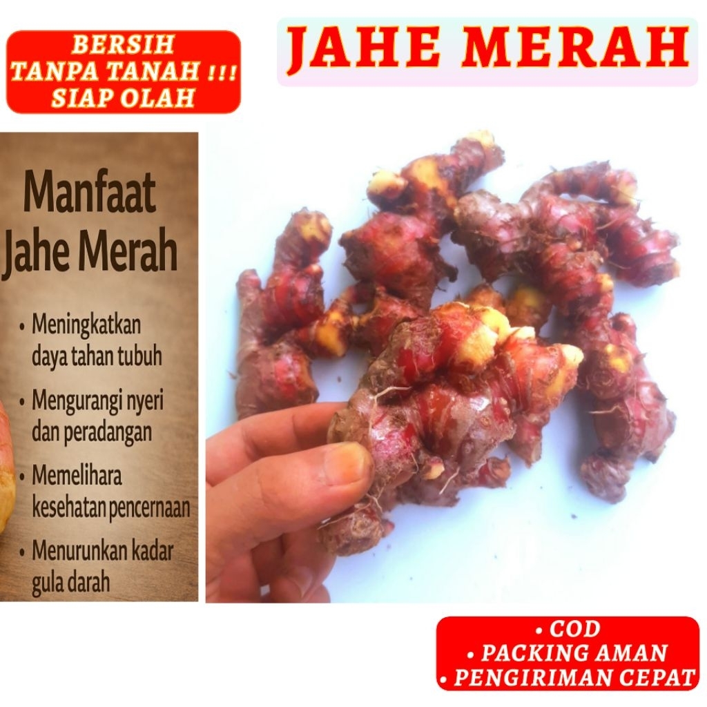 

Jahe Merah 1 Kg | Jahe Merah Size Super Sudah Bersih Tanpa Tanah Siap Olah