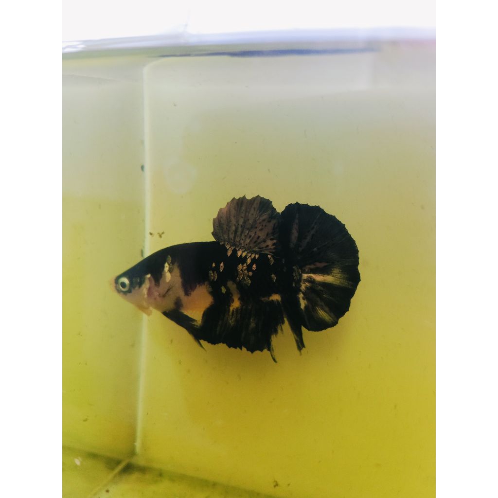 Cupang YELLOW KOI COPERR  sepasang