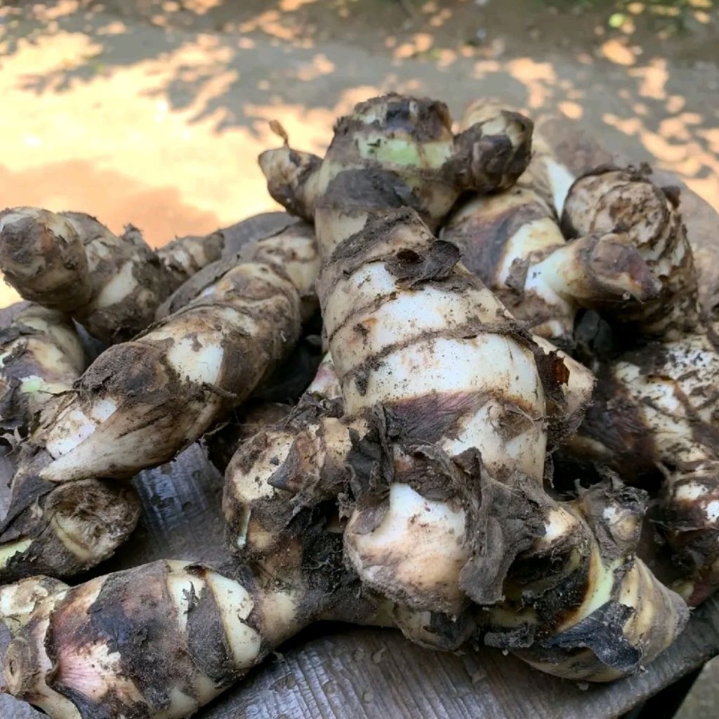 ( 1 kg ) Umbi ganyong/jangklong Asli lereng gunung Muria