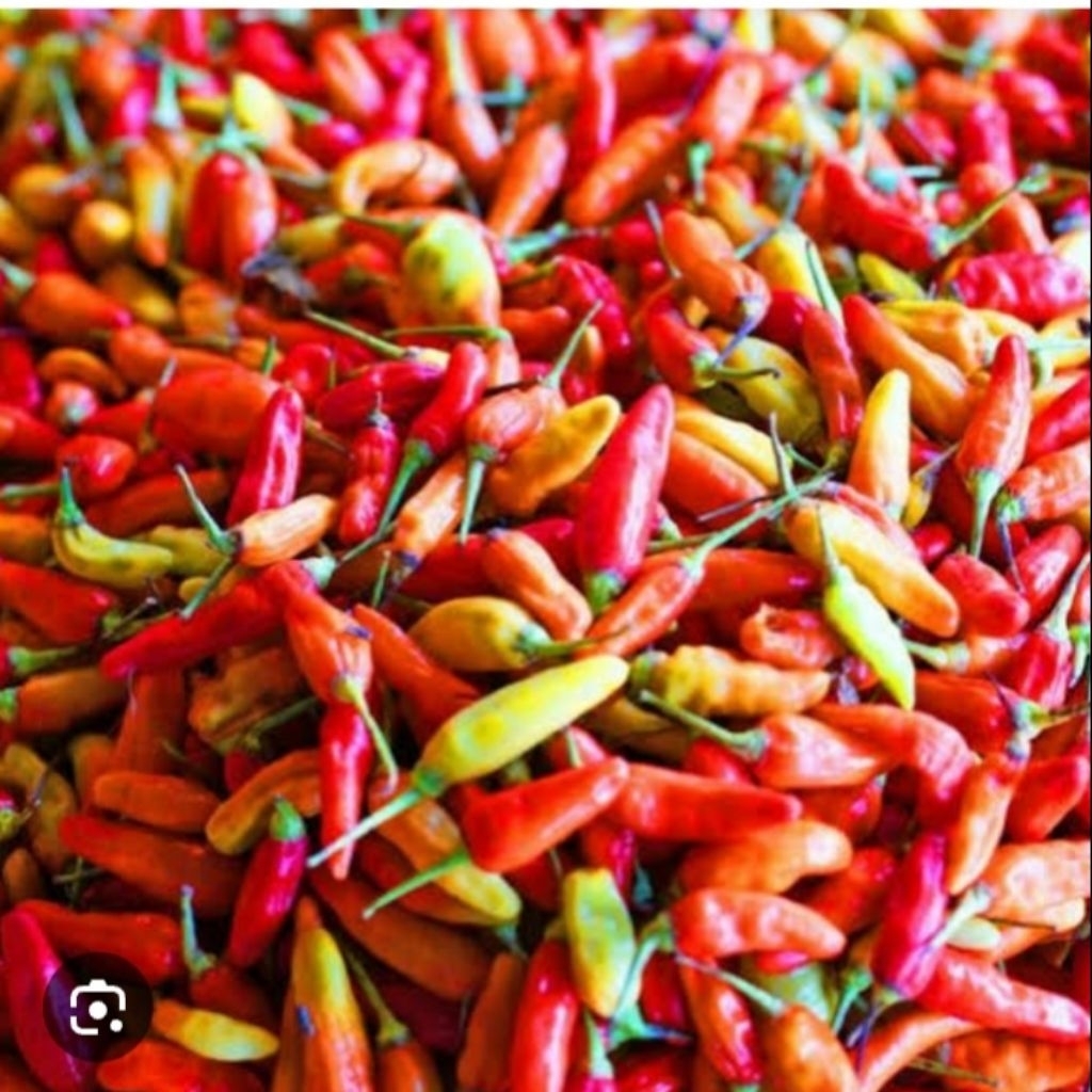 

250g cabai rawit merah