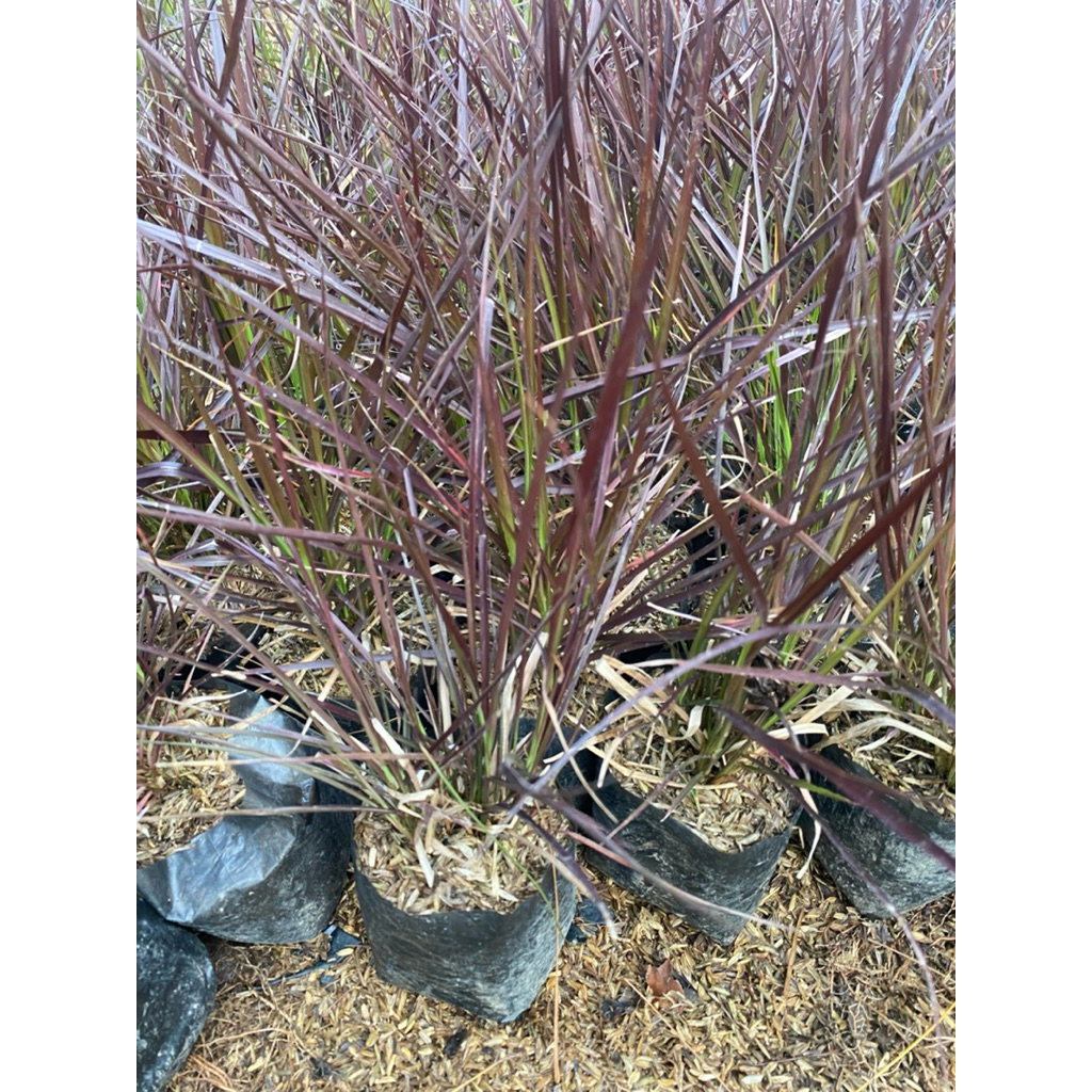 TANAMAN HIAS ILALANG HIJAU & MERAH