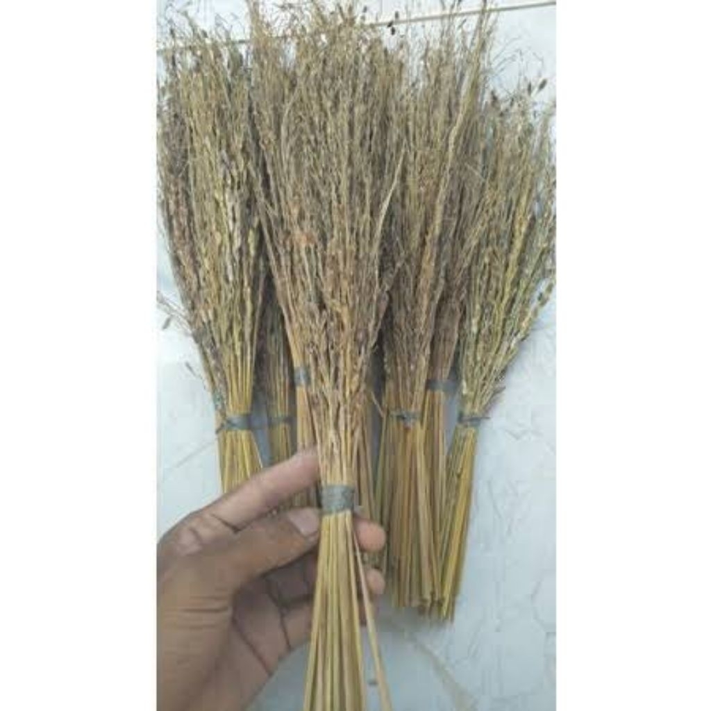 Merang Sapu Padi Ketan Hitam Asli Per Ikat