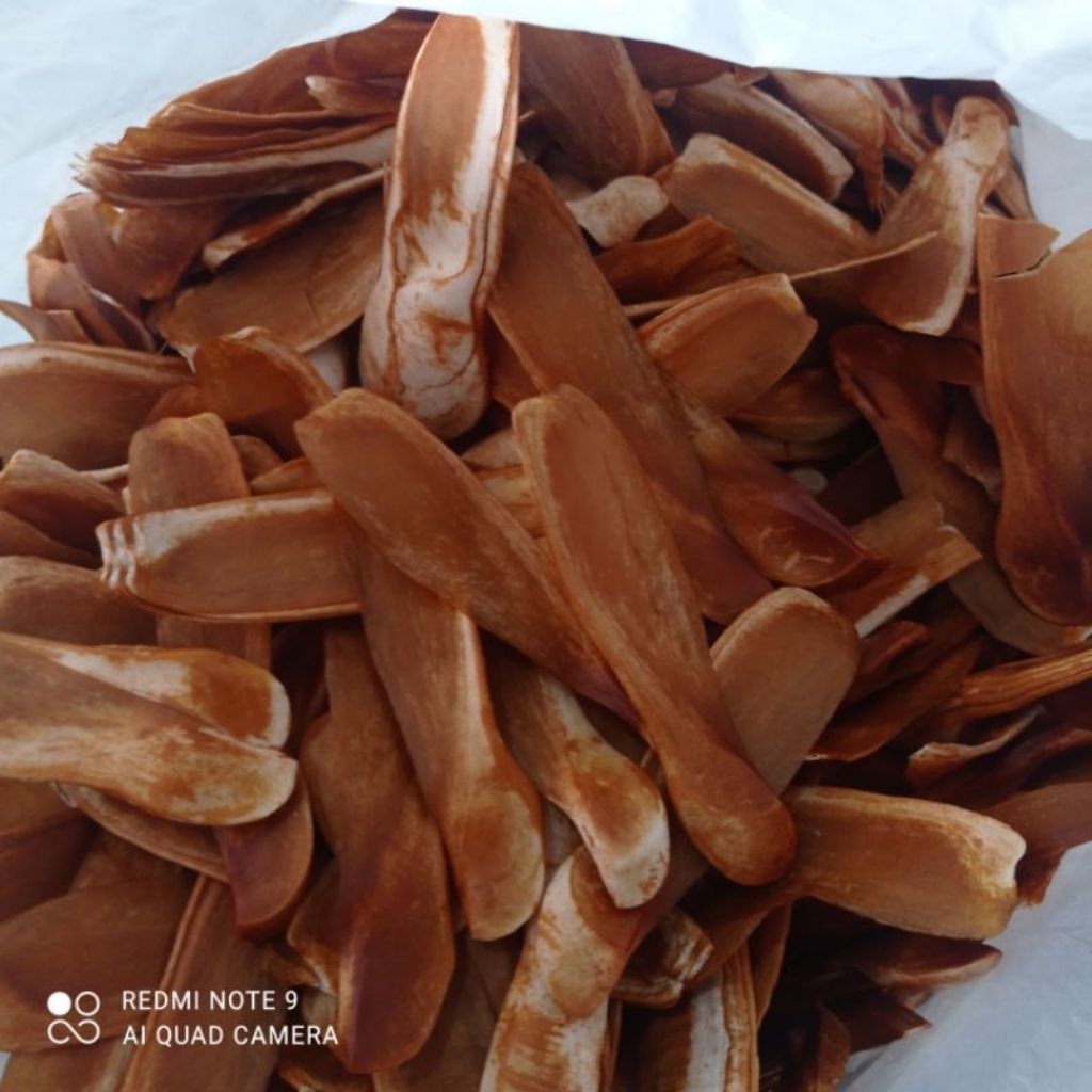 

Biji buah mahoni kering 100 gram