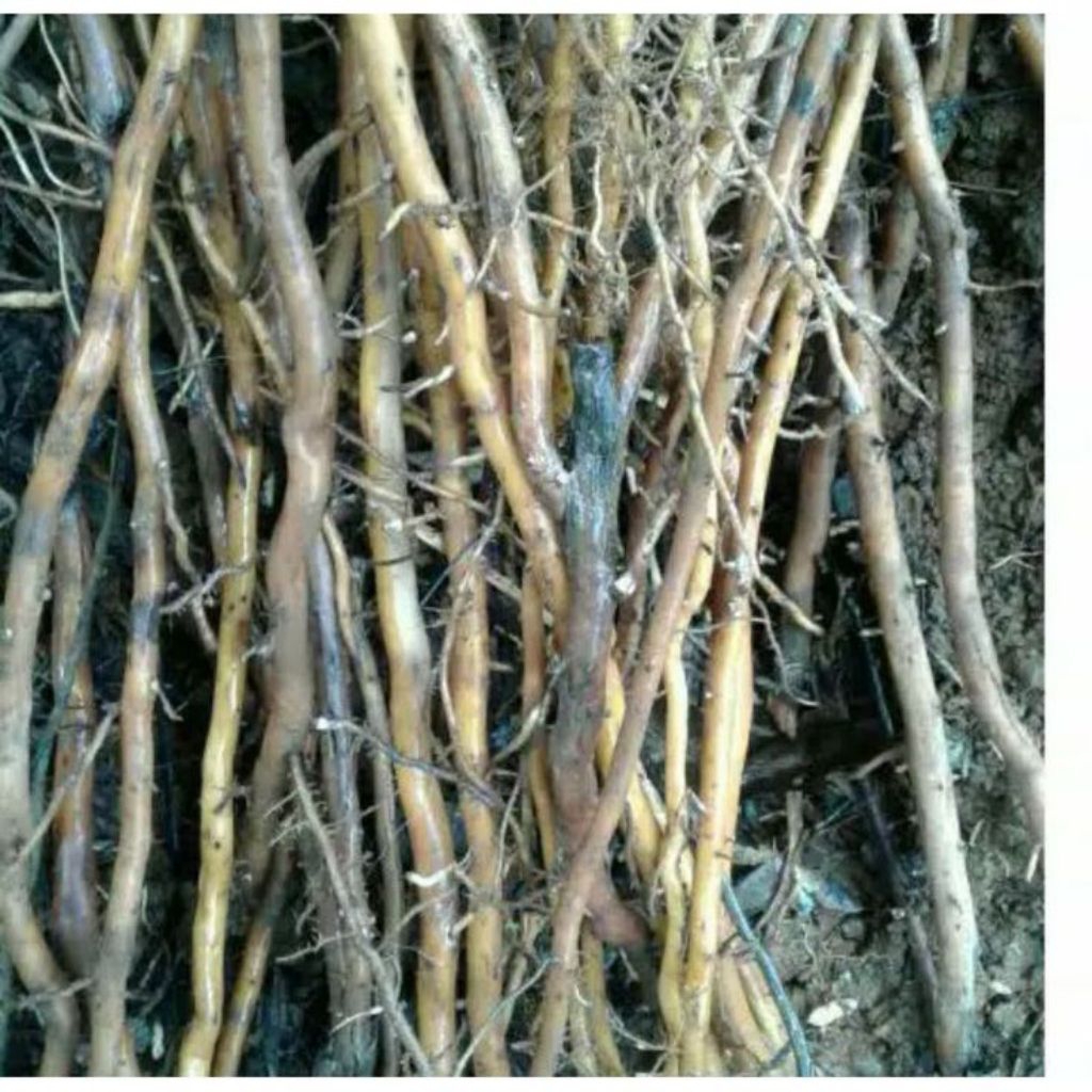 

akar pohon aren (ARENGA PINNATA) untuk herbal | produk berkualitas