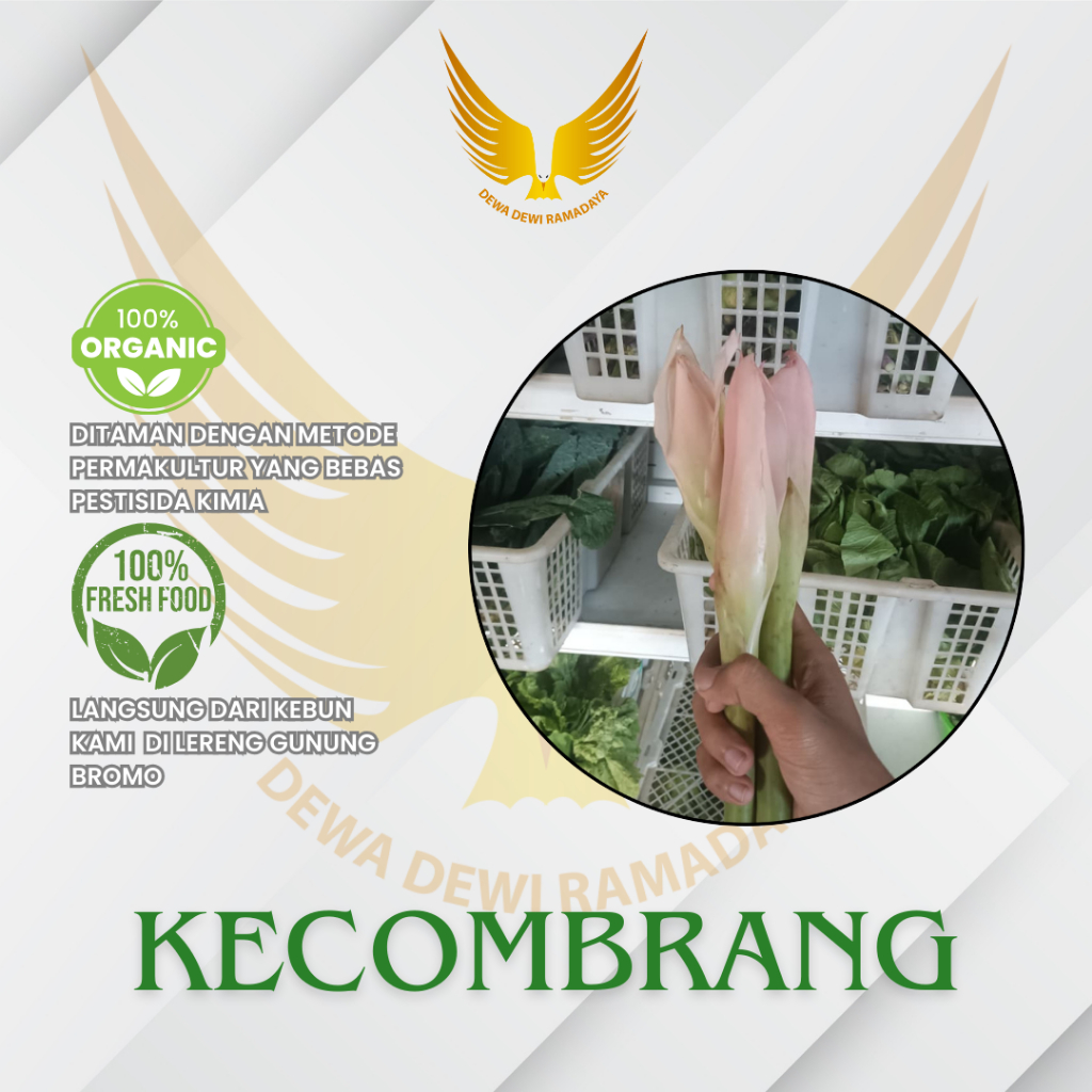 

Kecombrang Organik Dewa Dewi Rama Daya