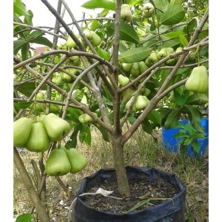 bibit buah JAMBU AIR MADU TSG SUPER GREEN terlaris super manis