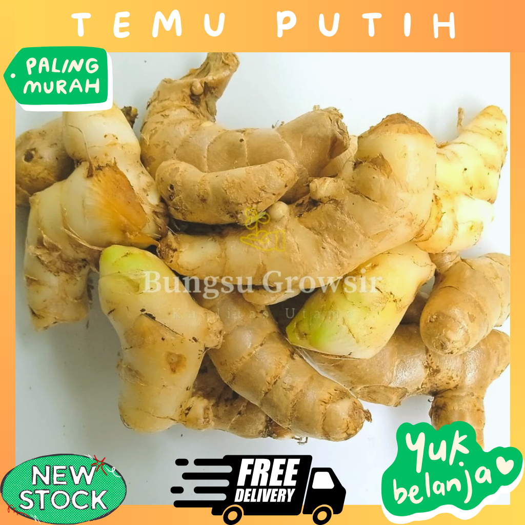 

Kunyit Temu Putih Segar 1kg Curcuma Zedoaria Obat Herbal