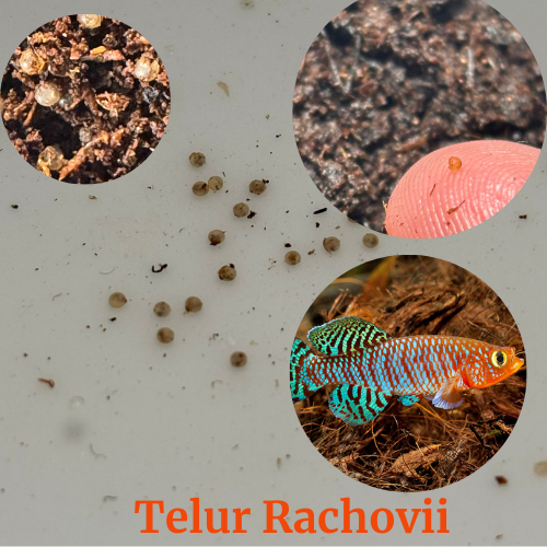 Telur Killifish Rachovii 35+ Butir Telur