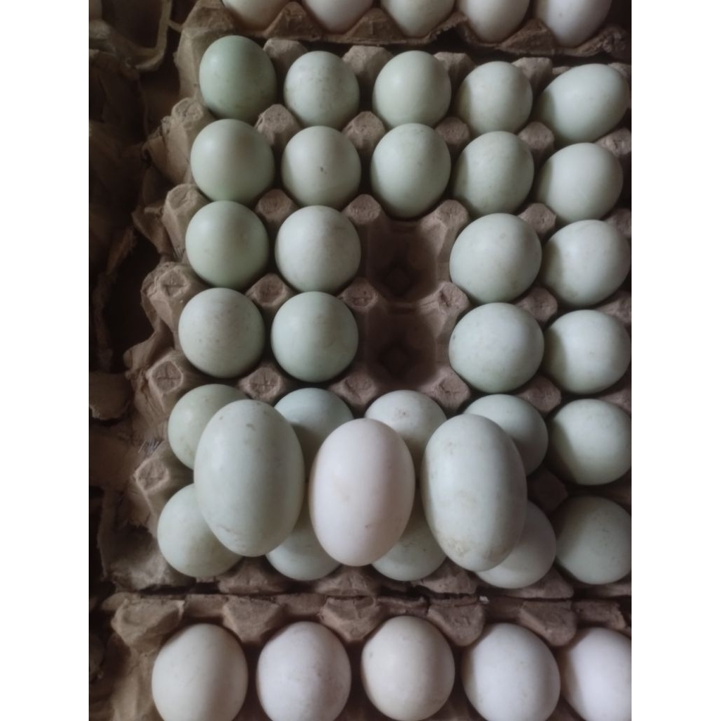 

Telur fresh bebek hibrida peking f1