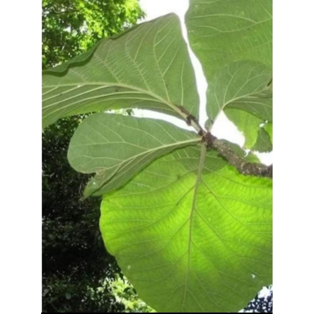 daun jati segar untuk bukus nasi dan makanan lain 20 lembar