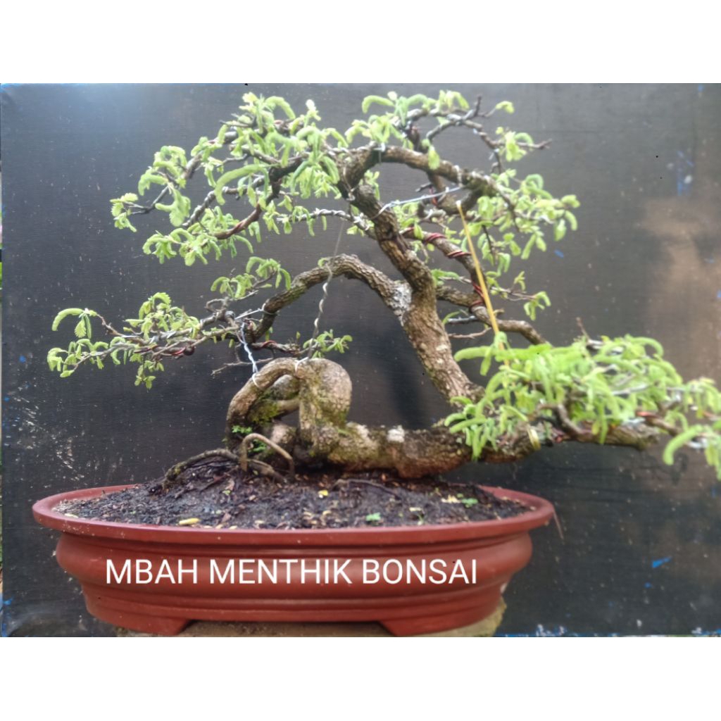 BONSAI ASAM JAWA