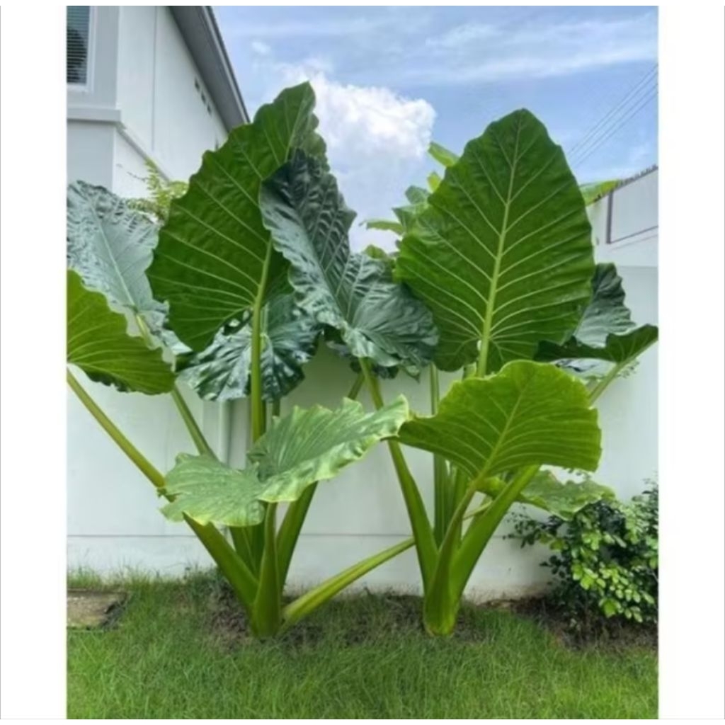 Benih Talas Sente Daun Jumbo – Multifungsi: Pakan Gurame & Hiasan Pot