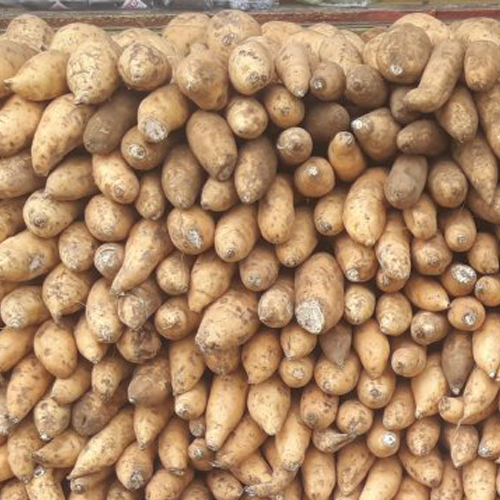 

Ubi Madu Cilembu ukuran kecil manis legit asli