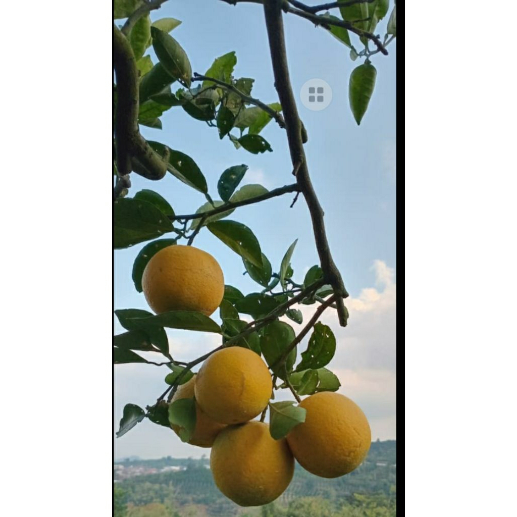 

Jeruk baby malang manis