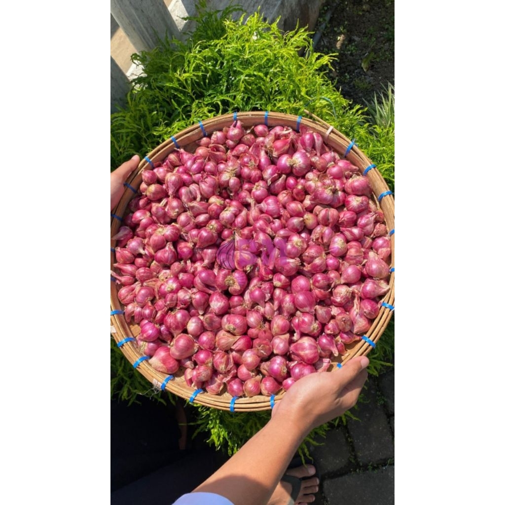 

BAWANG MERAH PROBOLINGGO BESAR SEDANG 1000 GRAM