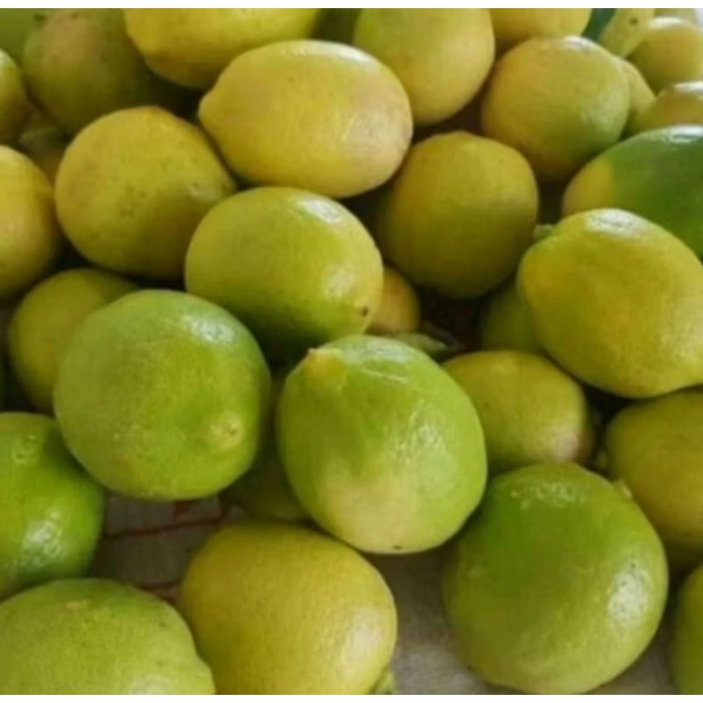 

jeruk nipis lokal jeruk limau segar paket 1KG/500GRAM