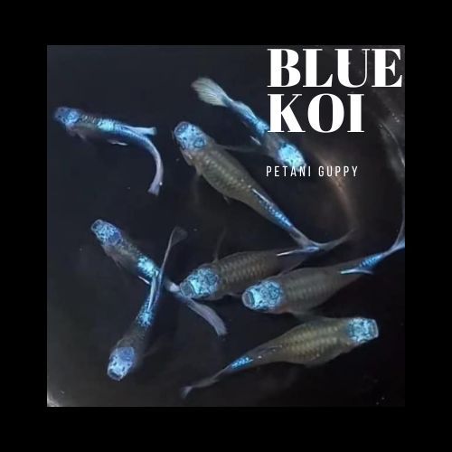 Dekorasi Aquarium Guppy Tuxedo Blue Koi Grade A