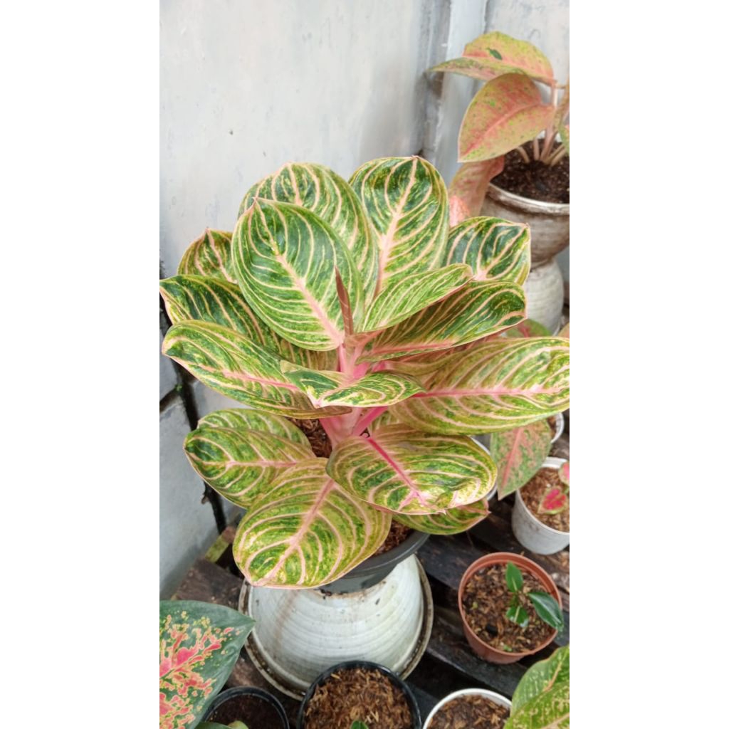 Aglaonema Rinjani Golden