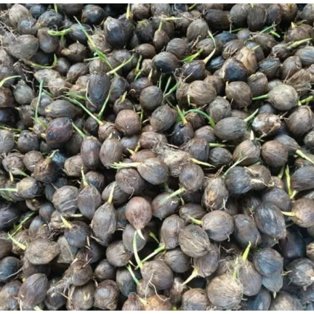 Kecambah pinang Thailand, bibit kecambah pinang super unggulan