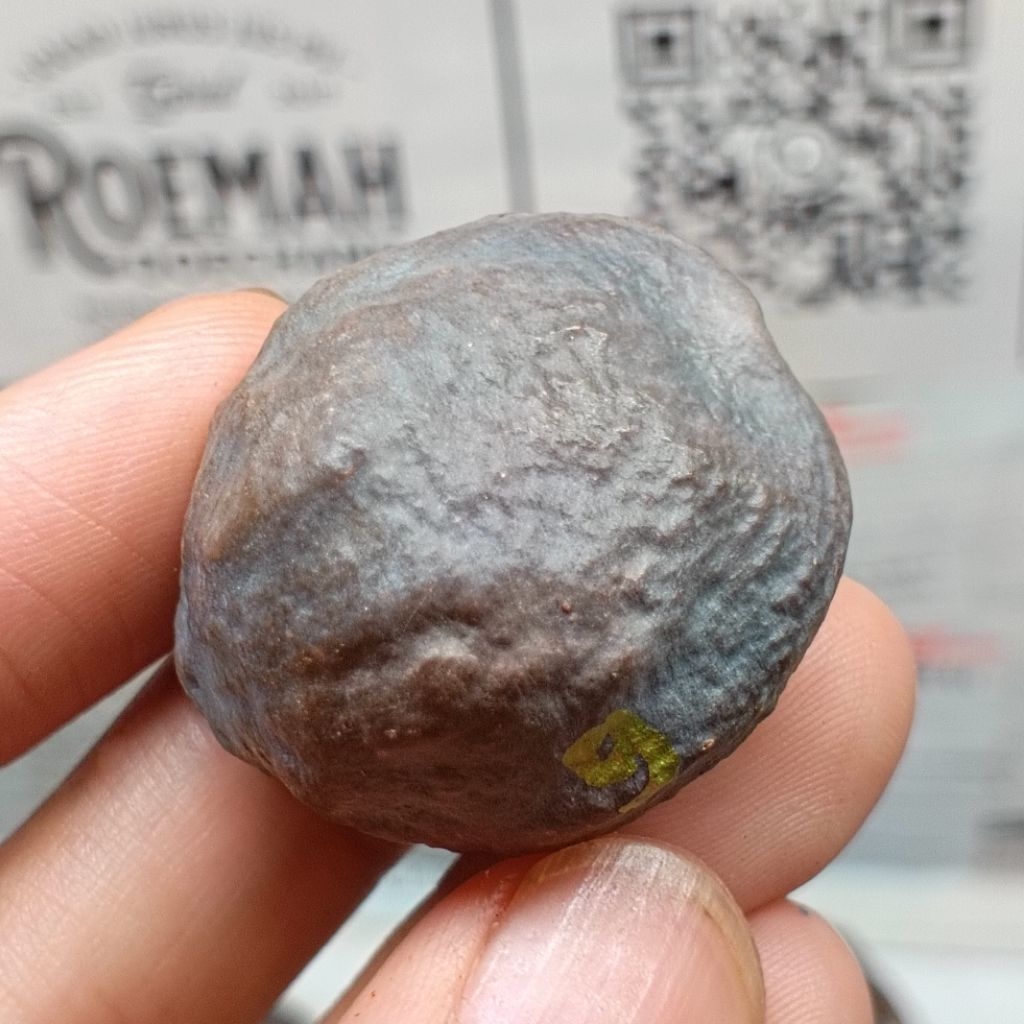 Muncang Adu A Mayit Domba kode 9