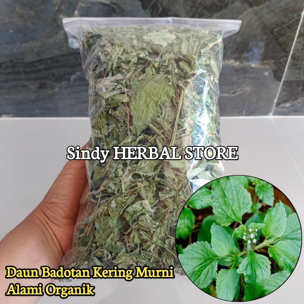 

Daun Badotan Kering Alami Organik Isi 500 Gram