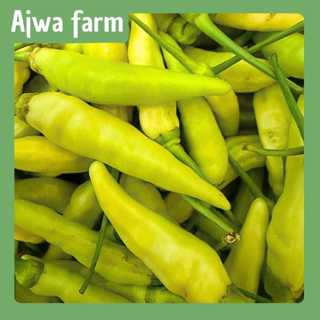 

(AJWA FARM) Cabe Rawit Putih