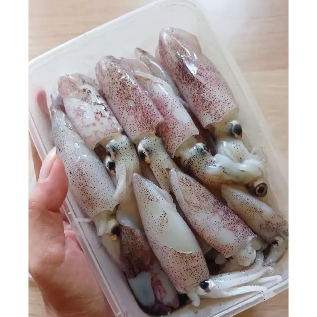 

cumi biasa kecil 1 kg