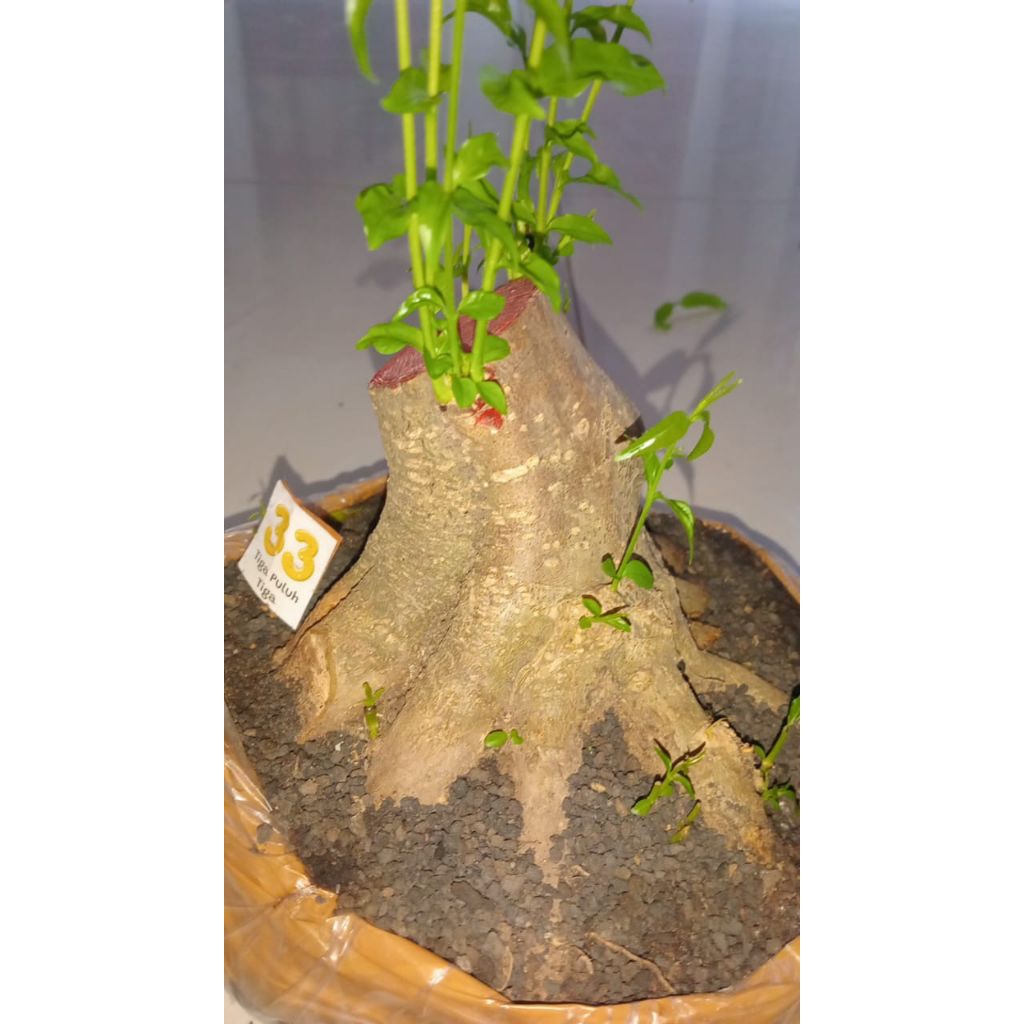 BAHAN BONSAI anting putri program akar mantul