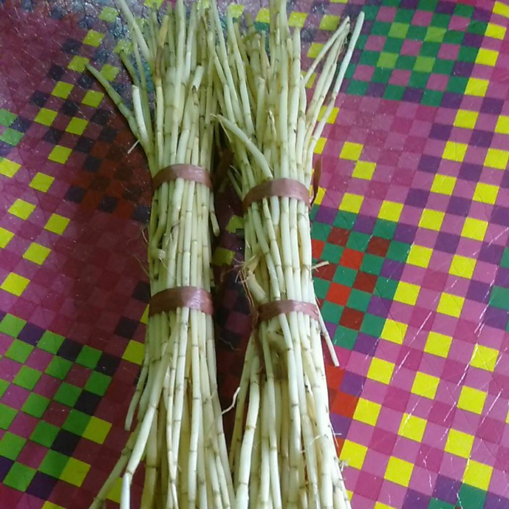 

Akar Alang-Alang / Ilalang / Eurih segar