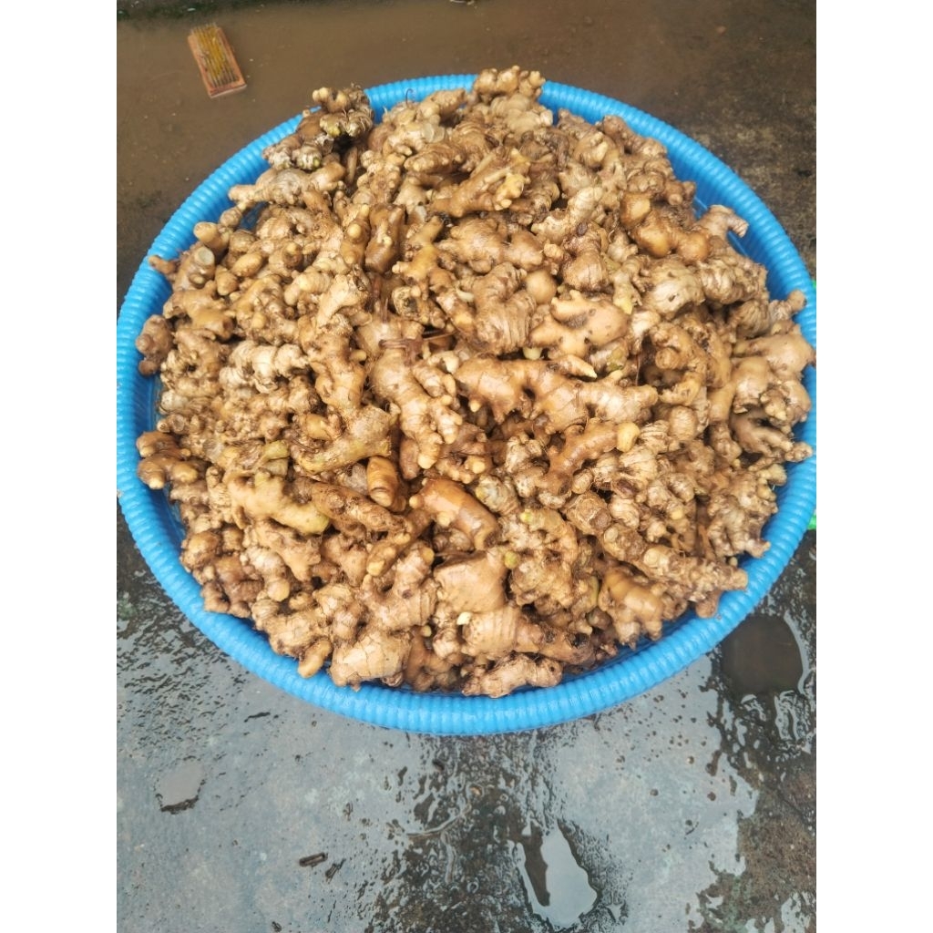 

jahe emprit berkualitas