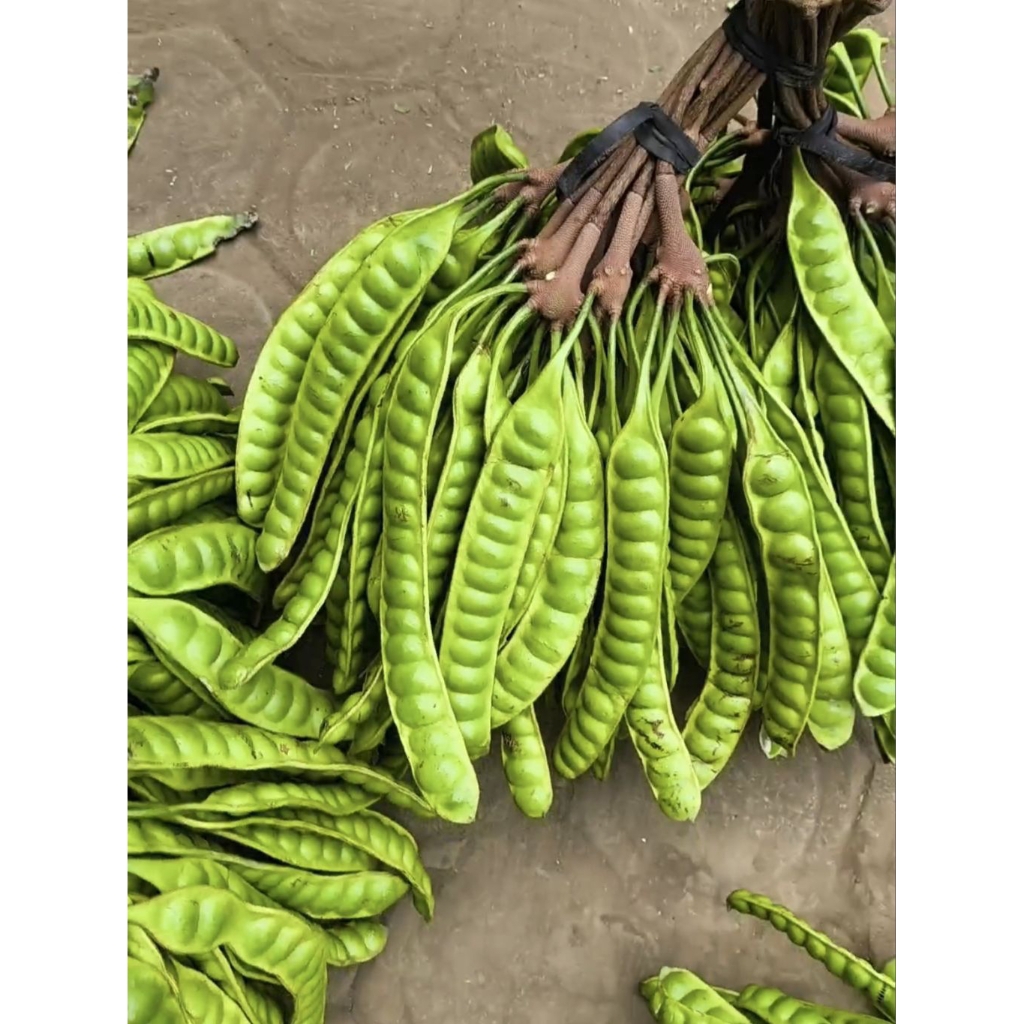 

PETE/PETAI PADI biji kecil jaminan tua isi 10 papan