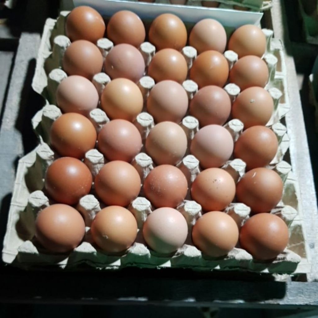 

Telur Ayam ras fresh dari kandang grade A