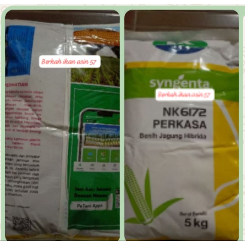 Sekar_Jenaka 250G Benih Jagung F1 Nk Perkasa Syngenta
