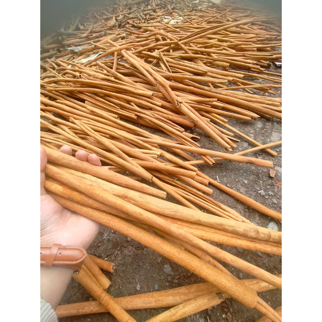 

Stik Kulit Kayu Manis_Cassiavera LEMPUR Kerinci_Rempah