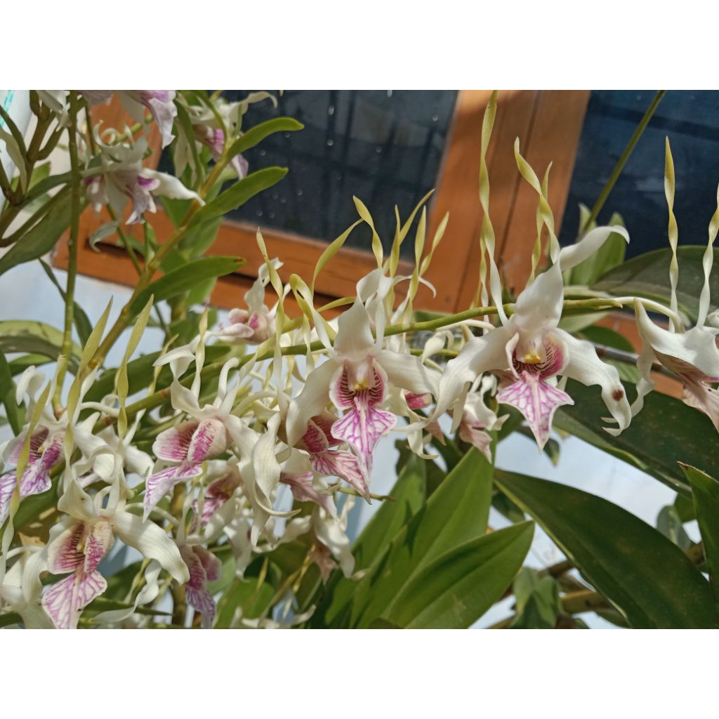 Dendrobium Stratiotes