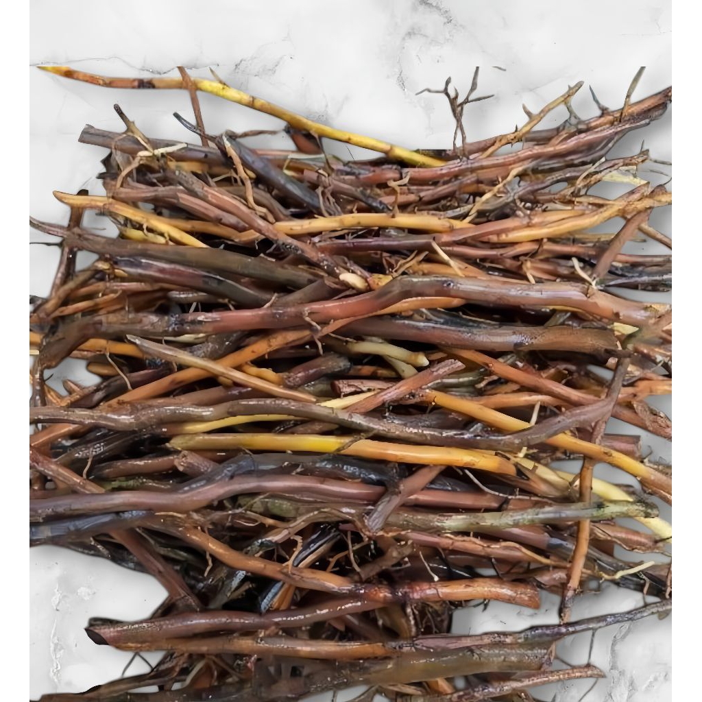 

Akar Pohon Aren Segar 500 Gram