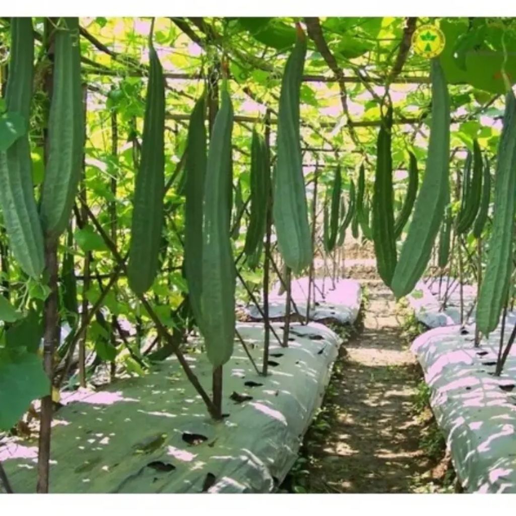 

BENIH/BIJI GAMBAS OYONG PANJANG (25 BUTIR)