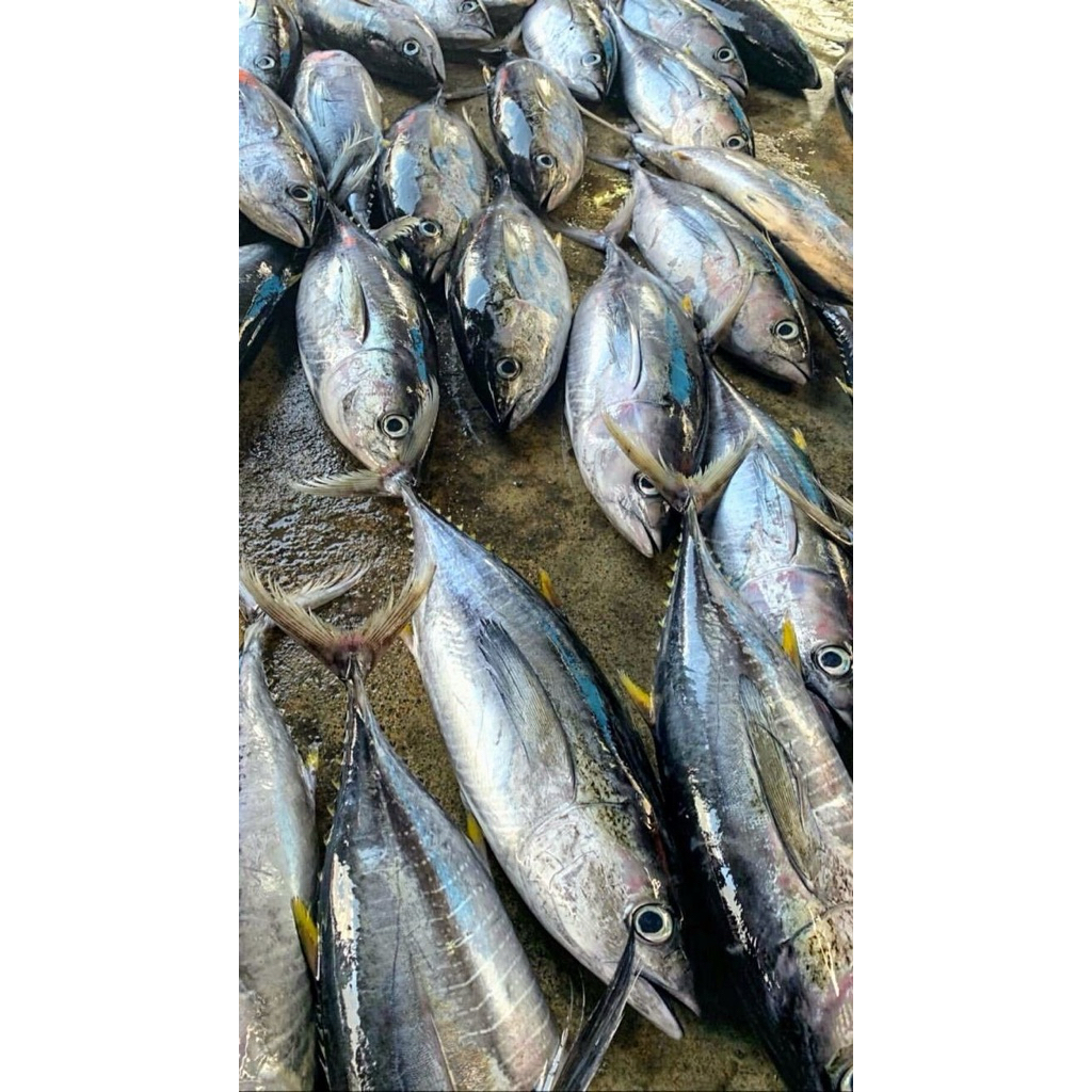 

Tuna 1 Ekor 850gr
