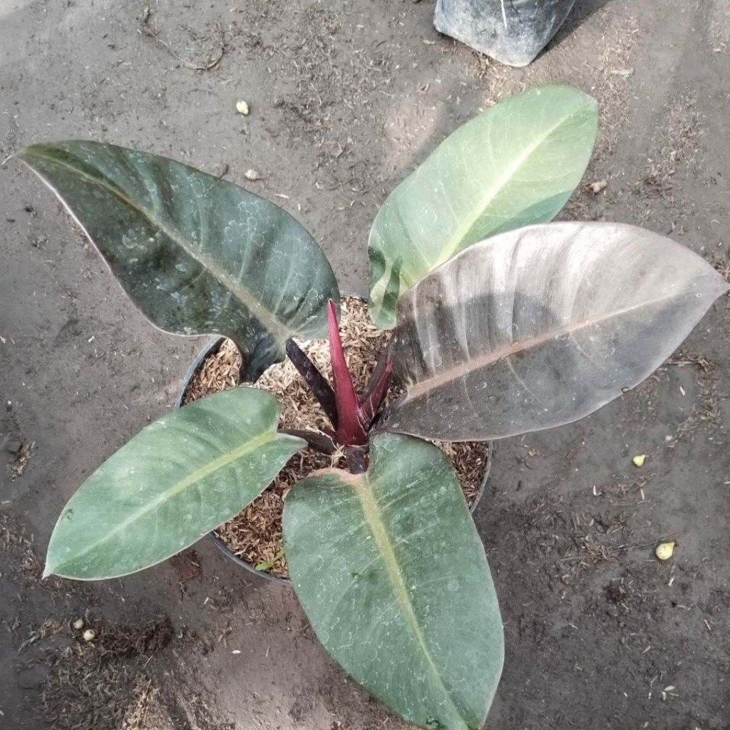 philodendron Black Cardinal