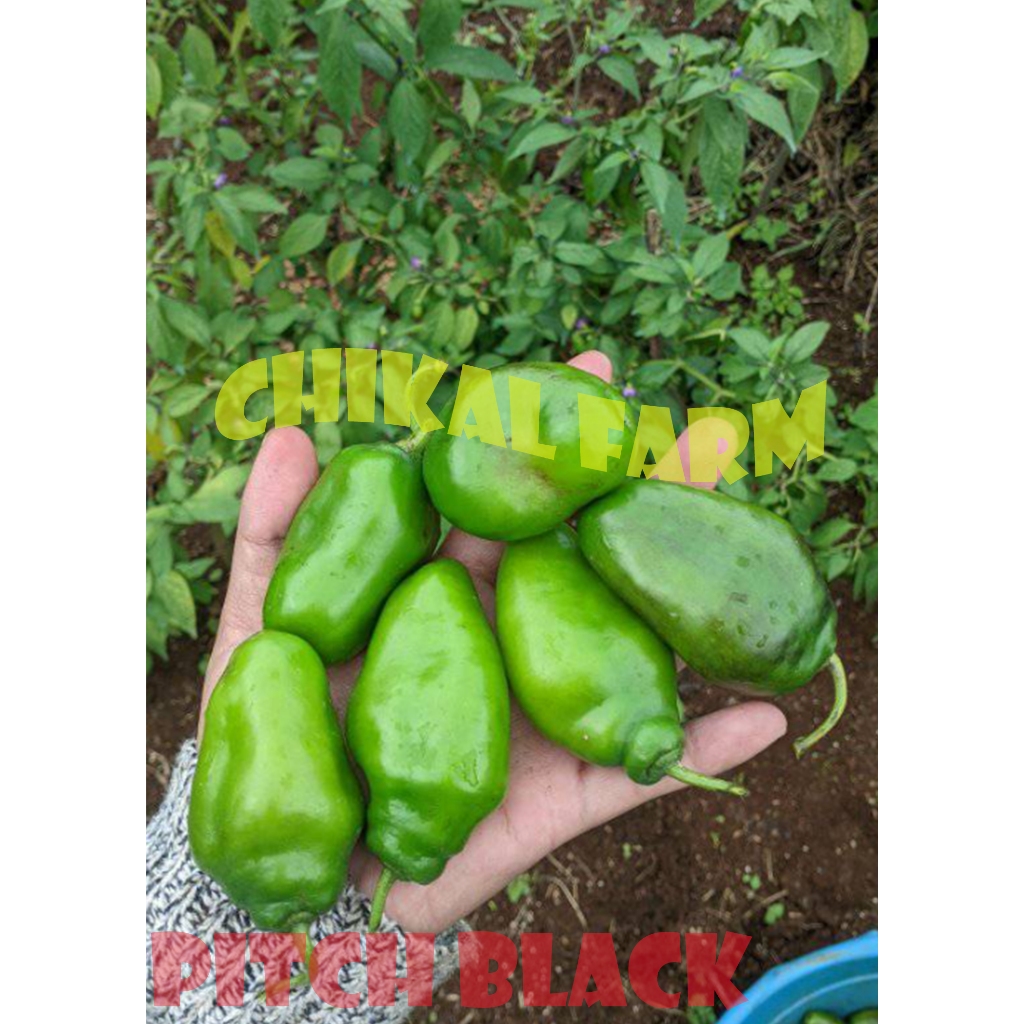 

GENDOT CABAI GENDOT FRESH