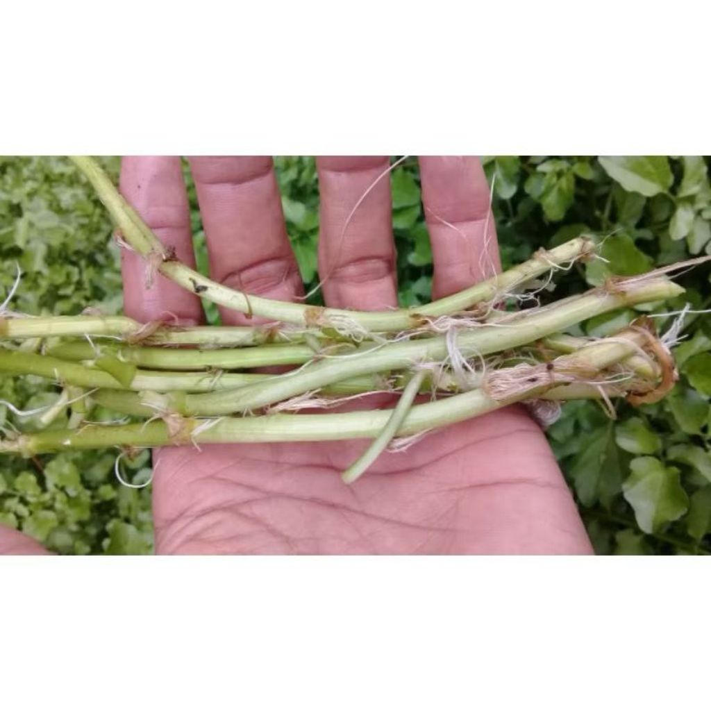 Bibit selada air segar perbatang