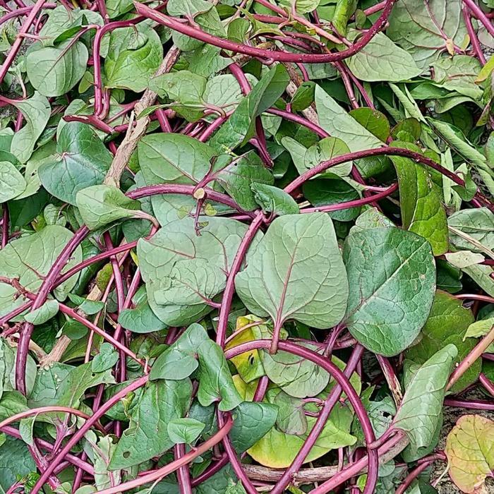 

Daun Binahong Merah Basah dan Kering - Kering 100 gr