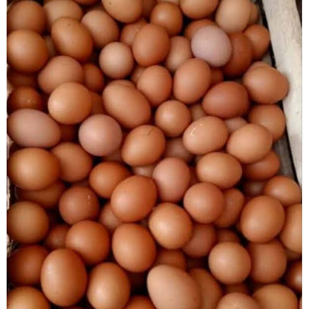 

( pengiriman instan) telur ayam singkawang 1paket isi 10butir...